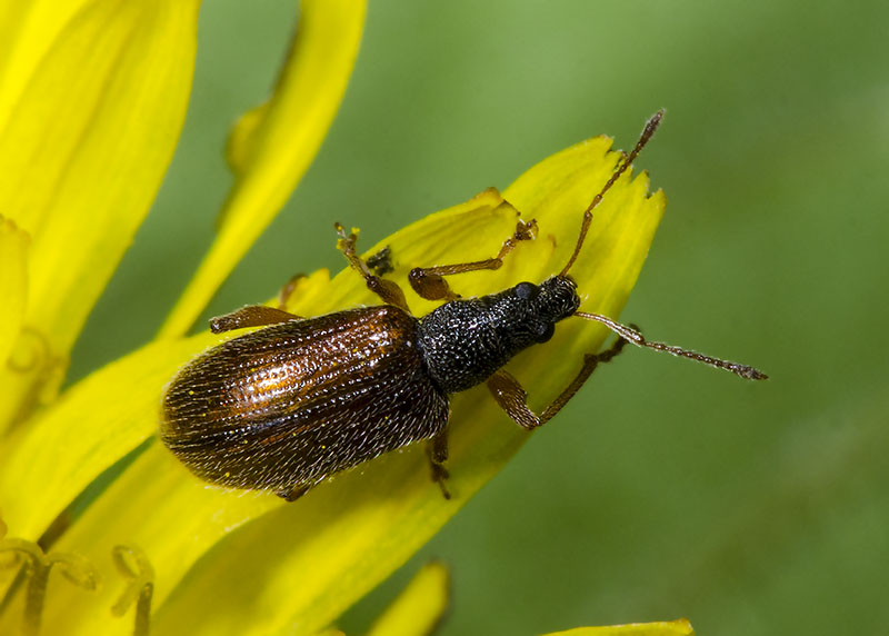 Curculionidae: Phyllobius oblongus